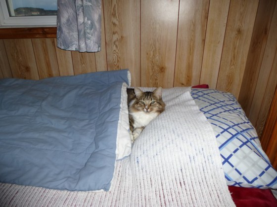 니자리 내자리 스킬 | 인스티즈