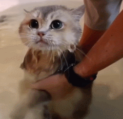 애묘인들이 꿈꾸는 고양이의 모습 | 인스티즈