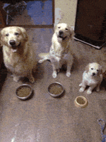 뜻밖의 멍멍이들.gif | 인스티즈