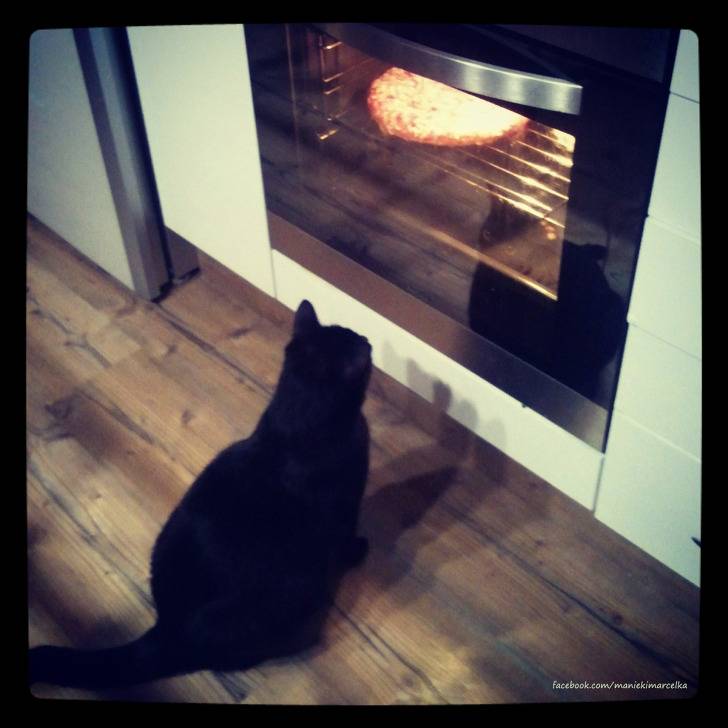 얘 뭐냥? 구경하느라 정신없는 고양이들 | 인스티즈