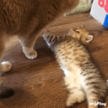 곤히 자는 새끼냥이 깨우는 어미냥이.gif | 인스티즈