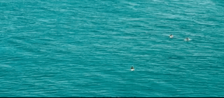 나만 아는 파라다이스로 서핑 하러 왔는데 죽은 고래가 있어여....gif | 인스티즈