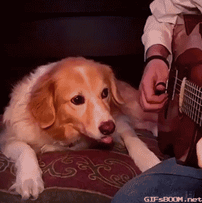 뜻밖의 멍멍이들.gif | 인스티즈