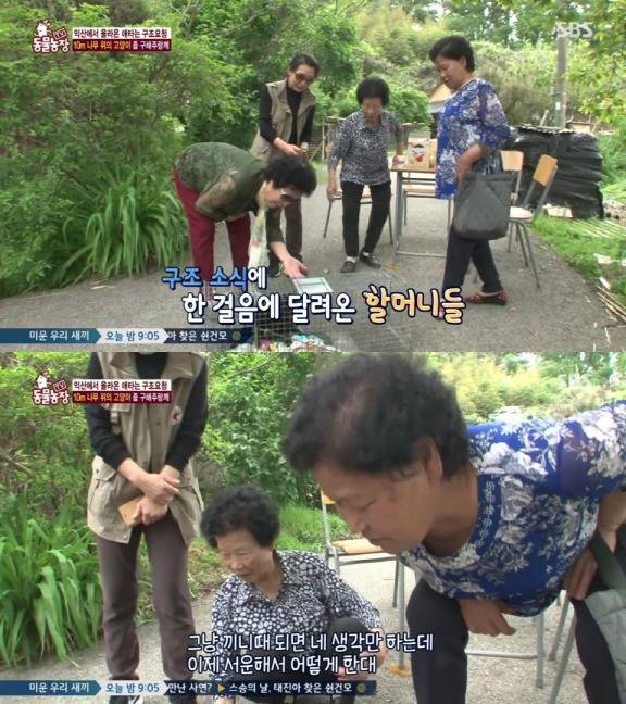 [동물농장] 10m 나무 위에 사는 고양이와 할머니들.jpg | 인스티즈