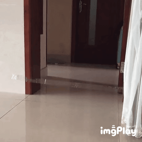 고양이의 순발력 | 인스티즈