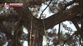 [동물농장] 10m 나무 위에 사는 고양이와 할머니들.jpg | 인스티즈