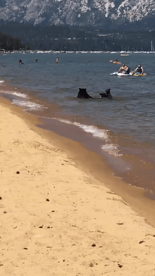 시끄럽게 물놀이하는데 못건듬.gif | 인스티즈