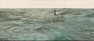 나만 아는 파라다이스로 서핑 하러 왔는데 죽은 고래가 있어여....gif | 인스티즈