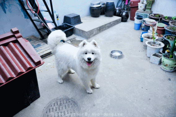 심장을 폭행하는 사모예드 댕댕이들 | 인스티즈