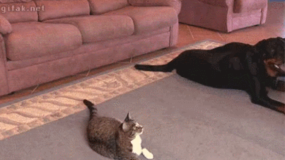 진정한 개냥이들 | 인스티즈