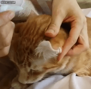 내가 진짜루 태어나서 처음 들어보는 고양이...jpg | 인스티즈