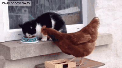 냥의 회피력 | 인스티즈