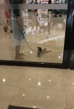 댕댕이는 여기서 살아 엄마는 갈거야 | 인스티즈