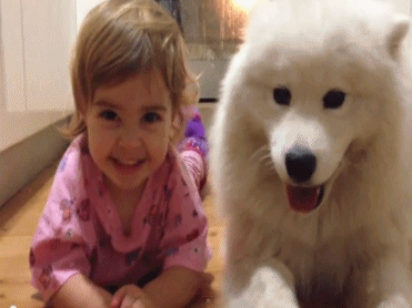 심장을 폭행하는 사모예드 댕댕이들 | 인스티즈