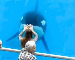 생긴건 귀여운 바다깡패 범고래 움짤 | 인스티즈