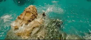 나만 아는 파라다이스로 서핑 하러 왔는데 죽은 고래가 있어여....gif | 인스티즈