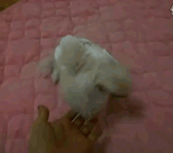 뜻밖의 멍멍이들.gif | 인스티즈