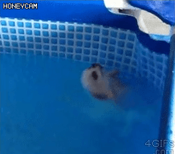 배영을배운 댕댕이 | 인스티즈