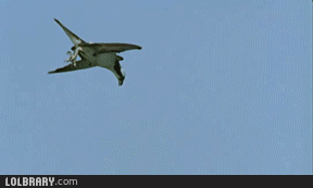 호크아이를 아십니까?! | 인스티즈