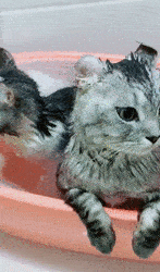 애묘인들이 꿈꾸는 고양이의 모습 | 인스티즈