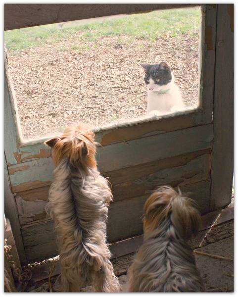 얘 뭐냥? 구경하느라 정신없는 고양이들 | 인스티즈