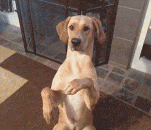 뜻밖의 멍멍이들.gif | 인스티즈