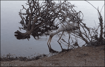 왜가리를 덮치는 악어.gif | 인스티즈