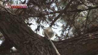 [동물농장] 10m 나무 위에 사는 고양이와 할머니들.jpg | 인스티즈