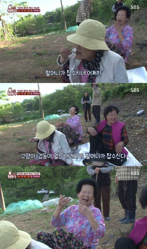 [동물농장] 10m 나무 위에 사는 고양이와 할머니들.jpg | 인스티즈