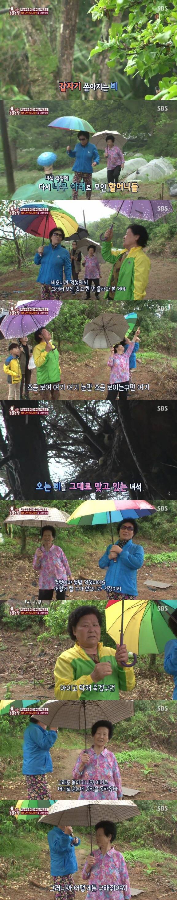 [동물농장] 10m 나무 위에 사는 고양이와 할머니들.jpg | 인스티즈