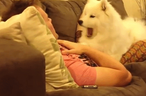 심장을 폭행하는 사모예드 댕댕이들 | 인스티즈