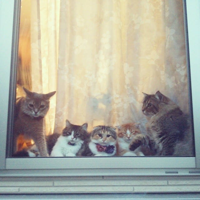 얘 뭐냥? 구경하느라 정신없는 고양이들 | 인스티즈