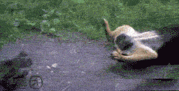 뜻밖의 멍멍이들.gif | 인스티즈