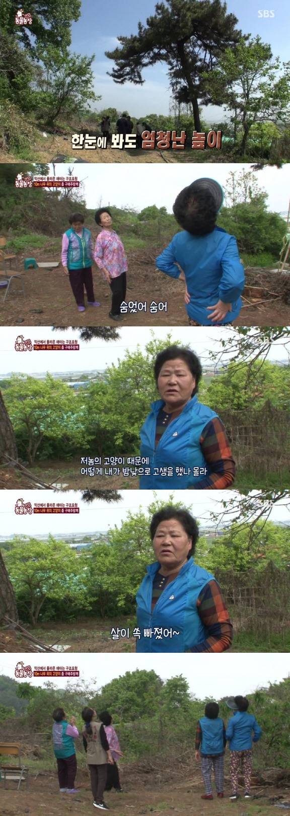 [동물농장] 10m 나무 위에 사는 고양이와 할머니들.jpg | 인스티즈