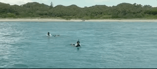 나만 아는 파라다이스로 서핑 하러 왔는데 죽은 고래가 있어여....gif | 인스티즈