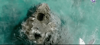 나만 아는 파라다이스로 서핑 하러 왔는데 죽은 고래가 있어여....gif | 인스티즈