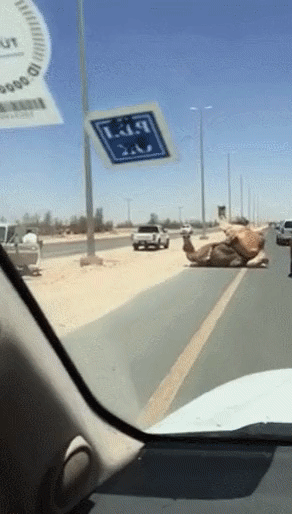 사막에서 뜨거운 ㅅㅅ.gif | 인스티즈