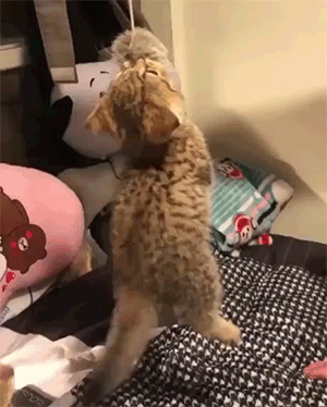 아침을 여는 고양이 | 인스티즈