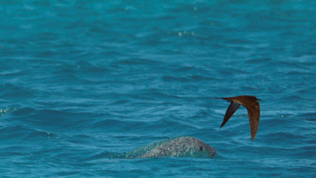 제비갈매기 사냥하는 물고기 | 인스티즈