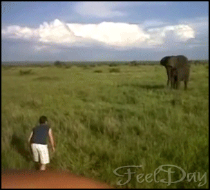 인간 vs 코끼리.gif | 인스티즈