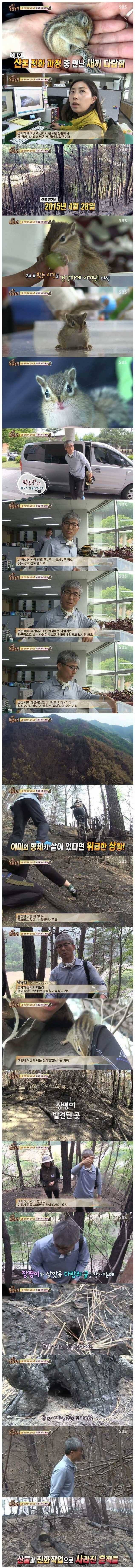 기적의 아기다람쥐 | 인스티즈