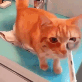 전동칫솔을 좋아하는 냥이.gif | 인스티즈