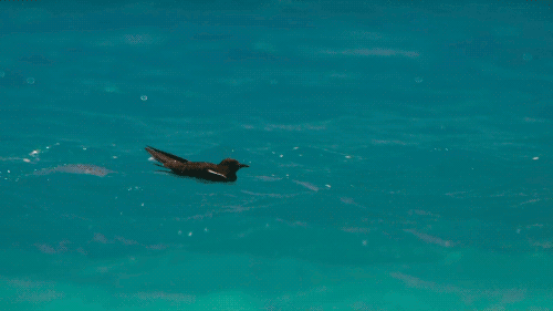 제비갈매기 사냥하는 물고기 | 인스티즈