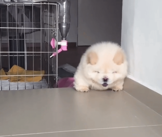 심장 주의] 살아있는 인형 | 인스티즈