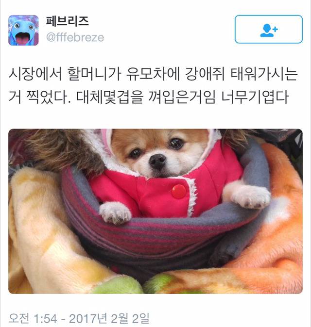 시장에서 할머니가 유모차에 댕댕이 태워가는 모습.jpg | 인스티즈