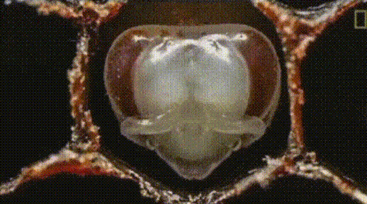 곤충주의) 벌의 성장 | 인스티즈