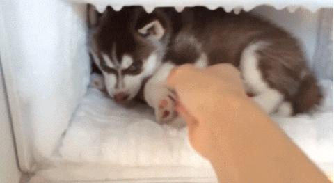 폭염을 이겨내는 방법.jpgif | 인스티즈