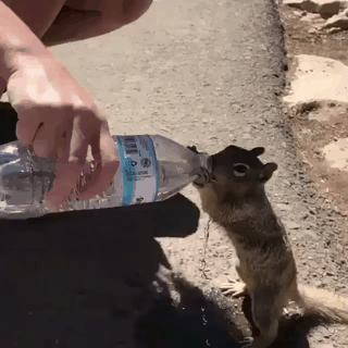 물 얻어 먹는 다람쥐.gif | 인스티즈