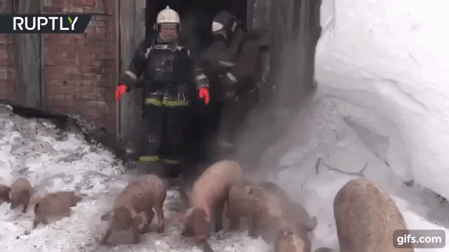 새끼돼지 구출하는 소방관들.gif | 인스티즈