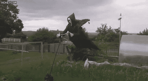 천조국의 허수아비.gif | 인스티즈